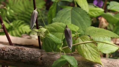 CLEMATIS6 스톡 동영상 272805072