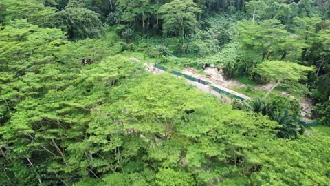 Clementi Forest Fly over shot Stock Footage 146901206