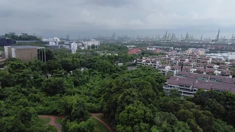 Clementi Woods 4 Stock Footage 246097801