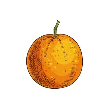 Clementine mandarin citrus fruit isolated sketch Stock Illustration