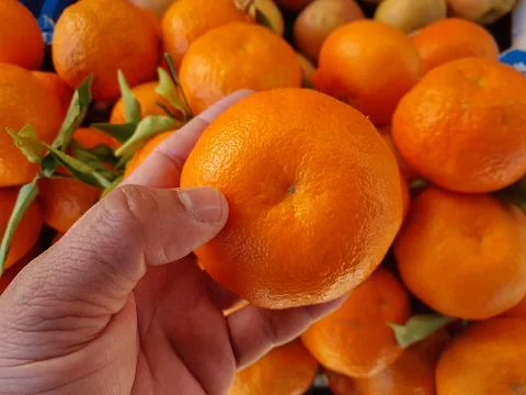 Clementine oranges fruit on hand Stock Photos