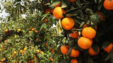 Clementine Pan 1 Stockbeeldmateriaal 45716452