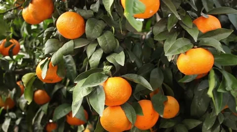 Clementine Pan 2 Stockbeeldmateriaal 45715534