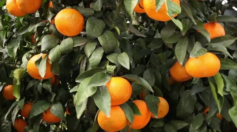 Clementine Steady Stockbeeldmateriaal 45716656