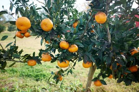 Clementines growing on the branches of a tree Stock Photos