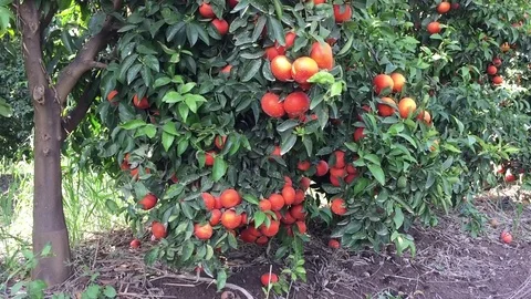 Clementines harvest Vídeos de archivo 82139156