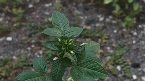 Cleome, Cinematic Clip Stock Footage 281418413