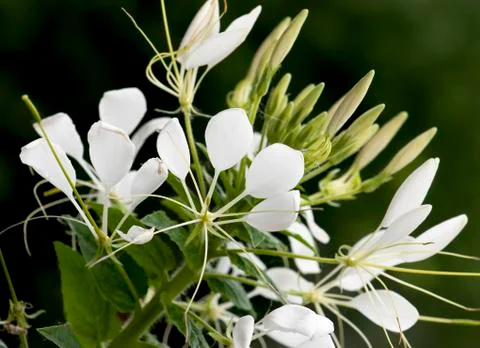 Cleome flower Stock Photos