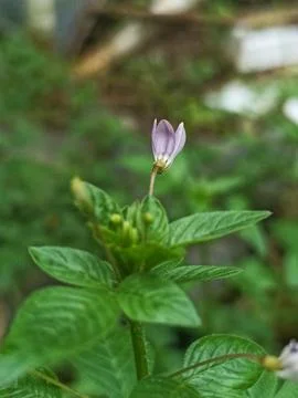 Cleome Flower Stock Photos