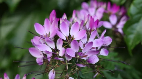 Cleome flowers Stock Footage 63472590