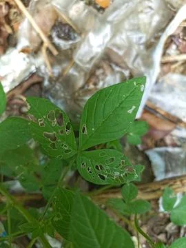 Cleome Leaf Stock Photos