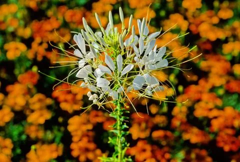 Cleome Foto stock