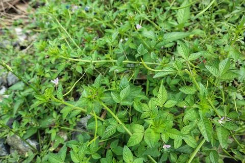 Cleome rutidosperma Stock Photos