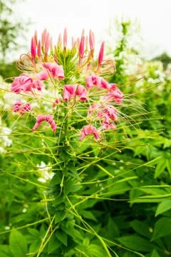 Cleome spinosa Stock Photos