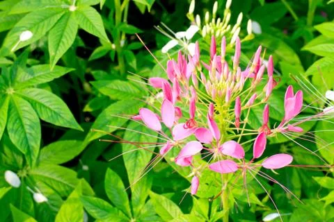 Cleome spinosa Foto stock