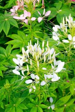 Cleome spinosa Stock Photos