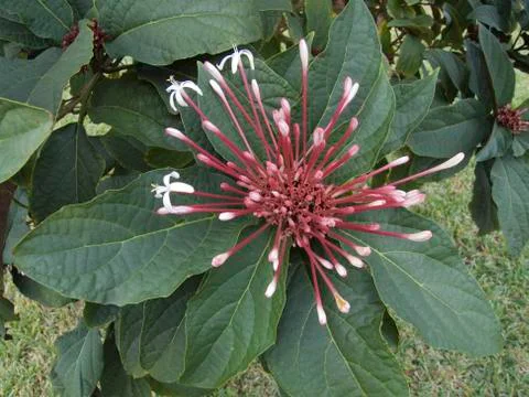 Clerodendron glory bower Stock Photos