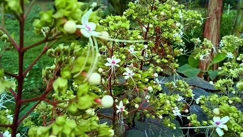 Clerodendrum glabrum flowers garden slowmo stock HD video Stock Footage 303501863