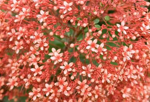 Clerodendrum paniculatum Stock Photos