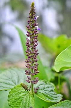 Clerodendrum serratu Stock Photos