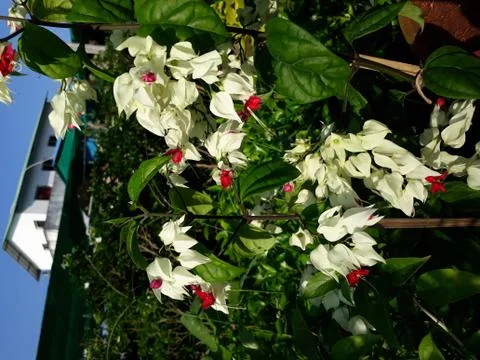 Clerodendrum thomsoniae Stock Photos