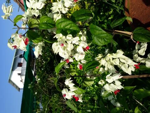 Clerodendrum thomsoniae Stock Photos