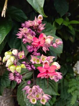 Clerodendrum thomsoniae Stock Photos