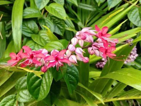 Clerodendrum thomsoniae Stock Photos