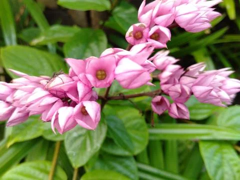 Clerodendrum thomsoniae 스톡 사진