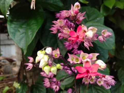 Clerodendrum thomsoniae Stock Photos