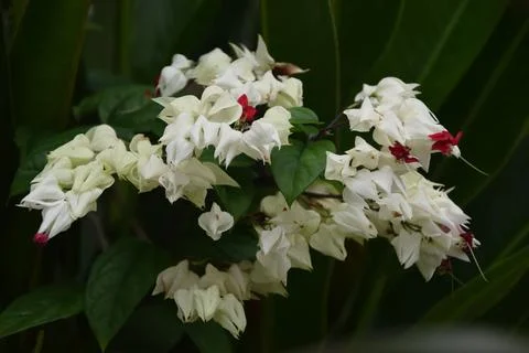 Clerodendrum thomsoniae Stock Photos