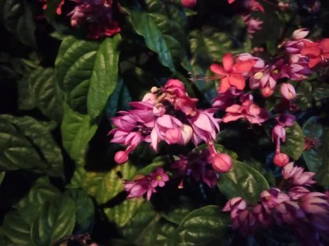 Clerodendrum thomsoniae Stock Photos