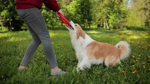 Clever and cute young border collie weave through owner legs, playful trained Stock Footage 135615018