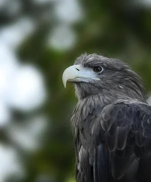 Clever and tenacious gaze of an eagle, which is preparing to attack Stock Photos
