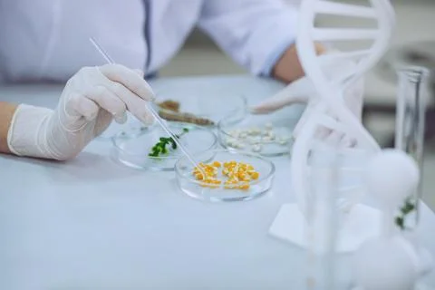 Clever bioengineer doing a test with seeds Foto stock