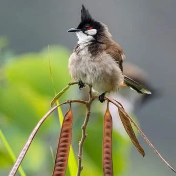 Clever bird 写真素材