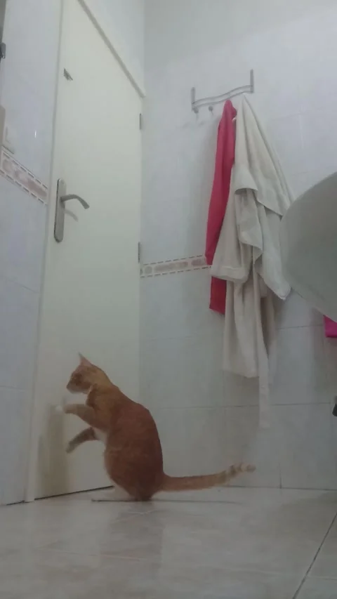 Clever Cat Opens Bathroom Door Tenerife Spain 10 Nov 2023