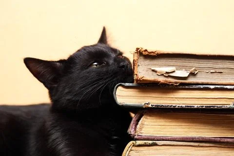 Clever Cat Stock Photos