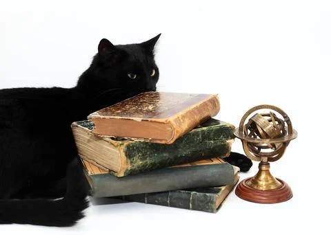 Clever Cat Stock Photos