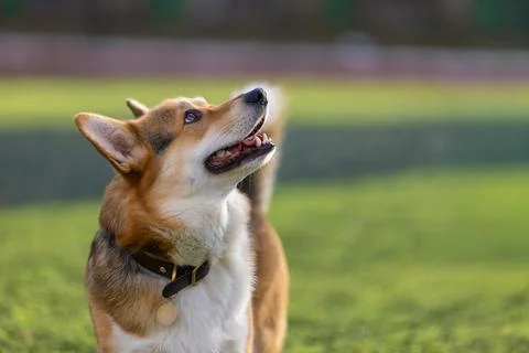 Clever corgi looking up at its owner while enjoying a sunny day at the park Stock Photos