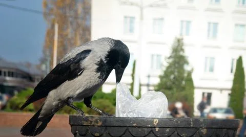A clever crow retrieves garbage from a trash can in city center. Foto stock