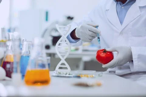 Clever determined scientist testing tomatoes Foto stock