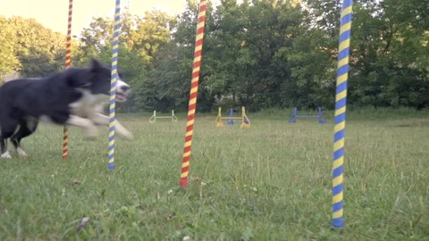 A clever dog border collie runs between colorfull posts on the green lawn, the Stock Footage