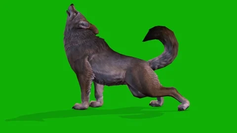 A Clever Fox Howl Scene From Left Side On Green Screen 3D Rendering Animation Stock Footage 308057321
