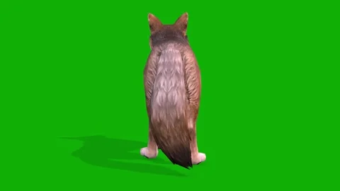 A Clever Fox Idle Scene From Back On Green Screen 3D Rendering Animation Stock Footage 308057326