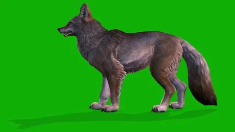 A Clever Fox Idle Scene From Left On Green Screen3D Rendering Animation Stock Footage 308057355