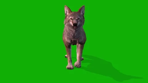A Clever Fox Slow Walking View From Front Side On Green Screen 3D Animation Stock Footage 308057431