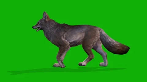 A Clever Fox Slow Walking View From Left Side On Green Screen 3D Animation Stock Footage 308057436