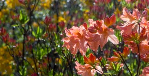 Clever garden with a fully automatic irrigation system, water azaleas. Stock Photos