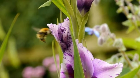 Clever Little Bumblebee Stock Footage 98079378